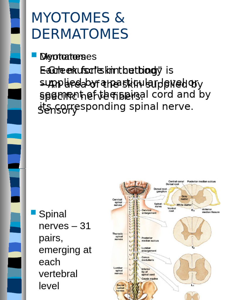 Myotomes and Dermatomes Overview | PDF