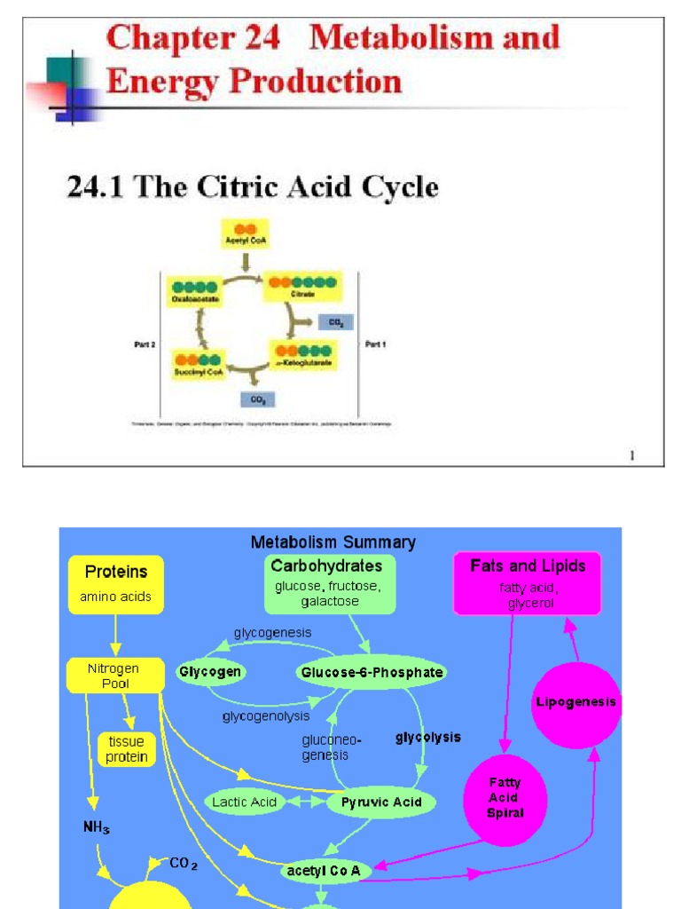 RX 24 Citricacidcycle | PDF