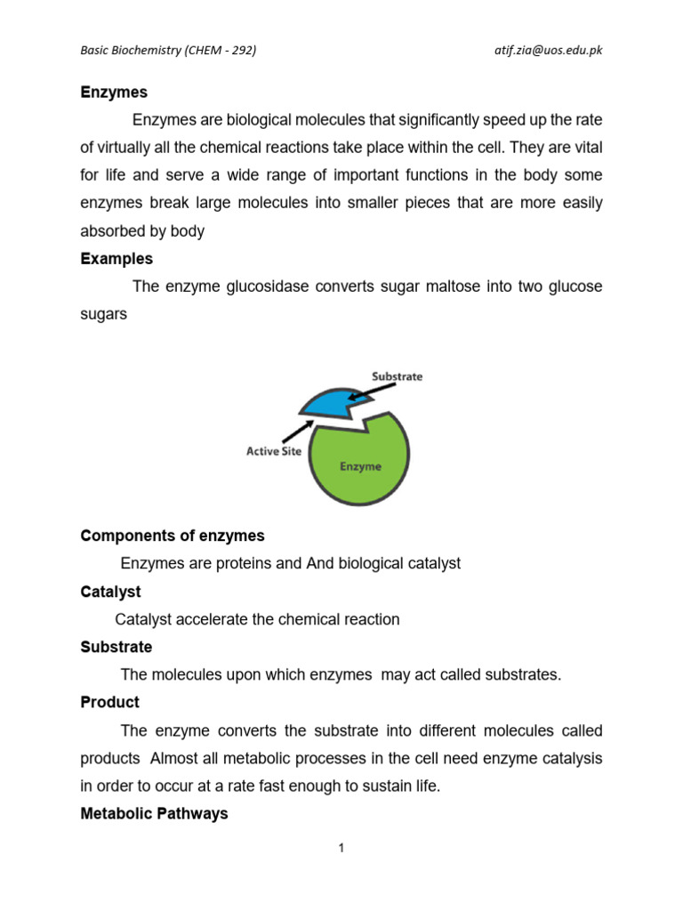 Enzyme Function and Mechanisms Explained | PDF | Enzyme | Active Site
