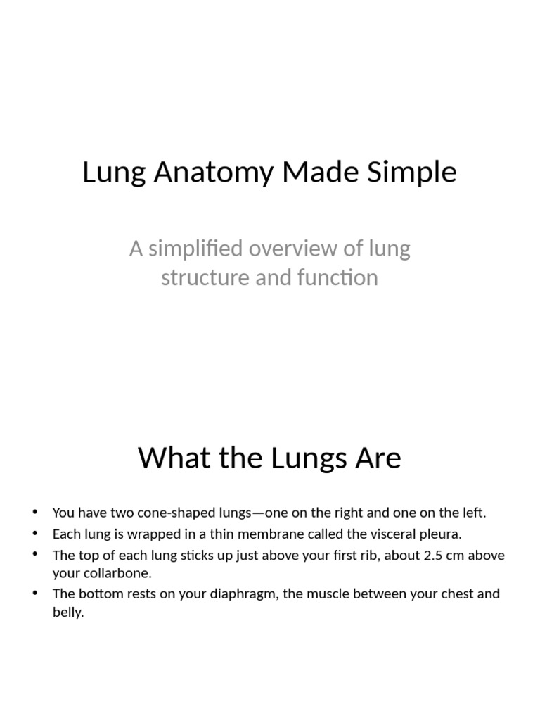 Lung Anatomy Simplified Presentation | PDF