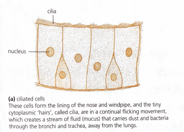 Ciliated Cells | PDF
