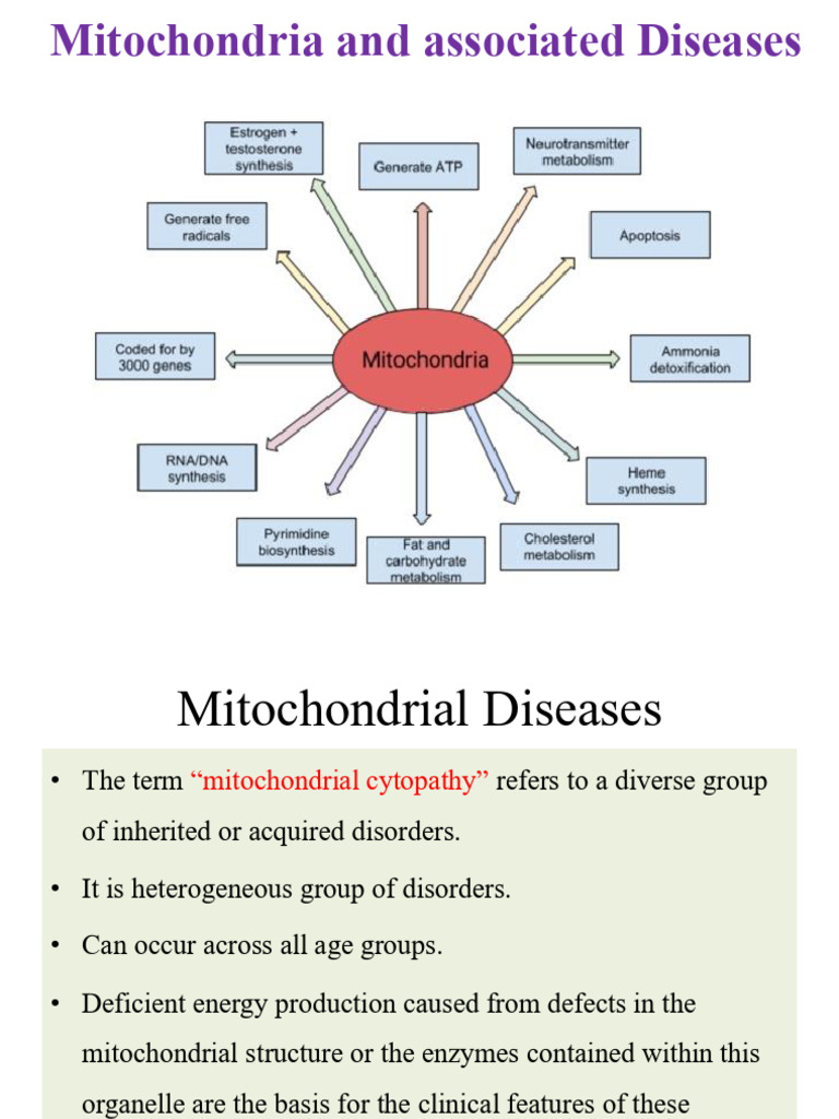 Overview of Mitochondrial Diseases | PDF | Mitochondrion ...