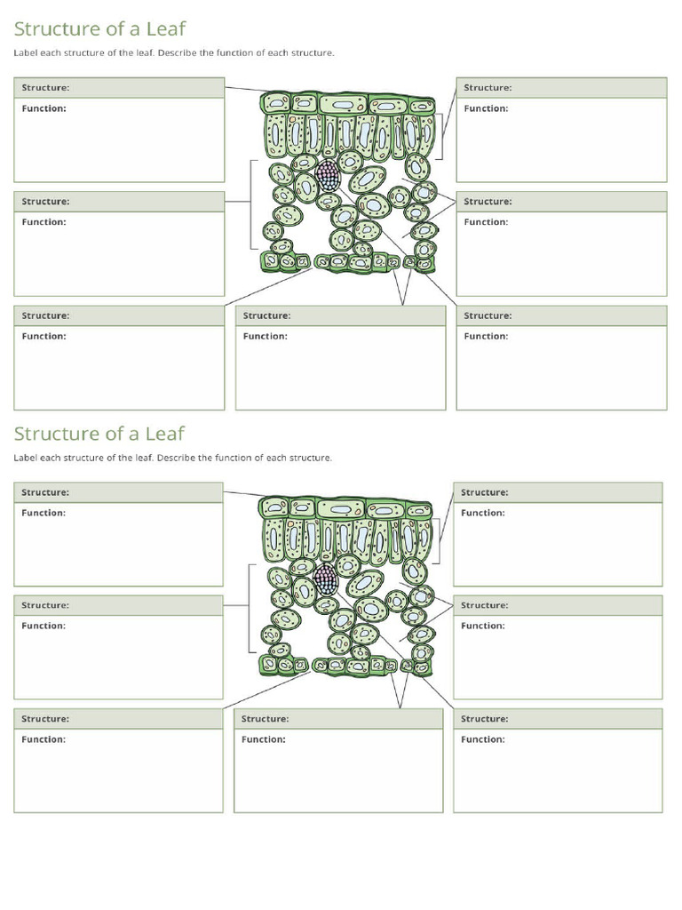 Strcture of Leaf | PDF
