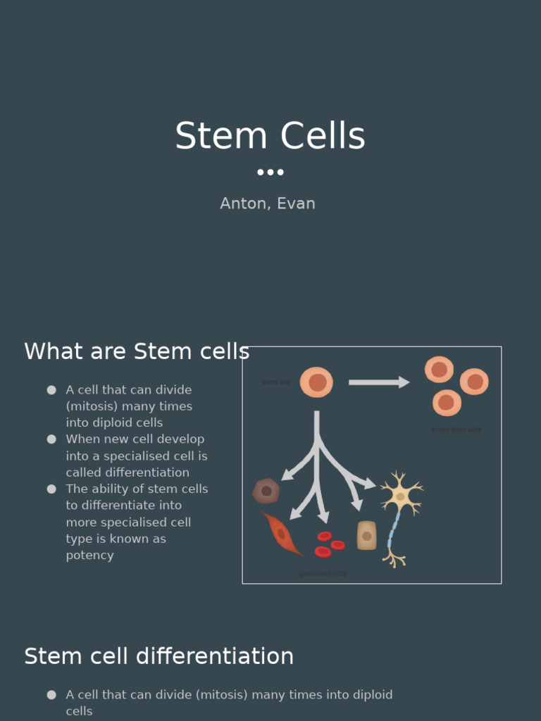 Understanding Stem Cells and Their Potency | PDF | Cell Potency | Stem Cell