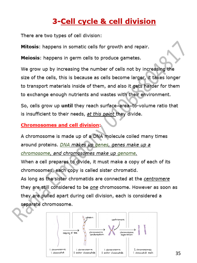 Cell Division and Cell Cycle | PDF | Meiosis | Mitosis