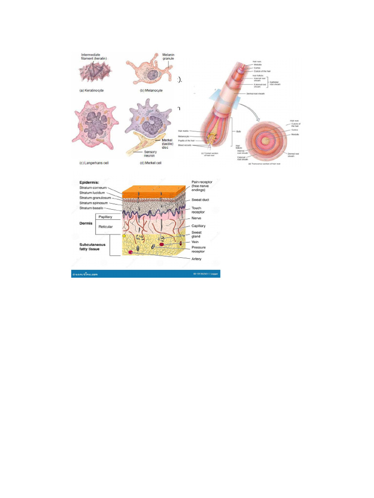 Gambar | PDF