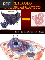 Aula 10_RetA-culo EndoplasmA¡tico Liso e Rugoso