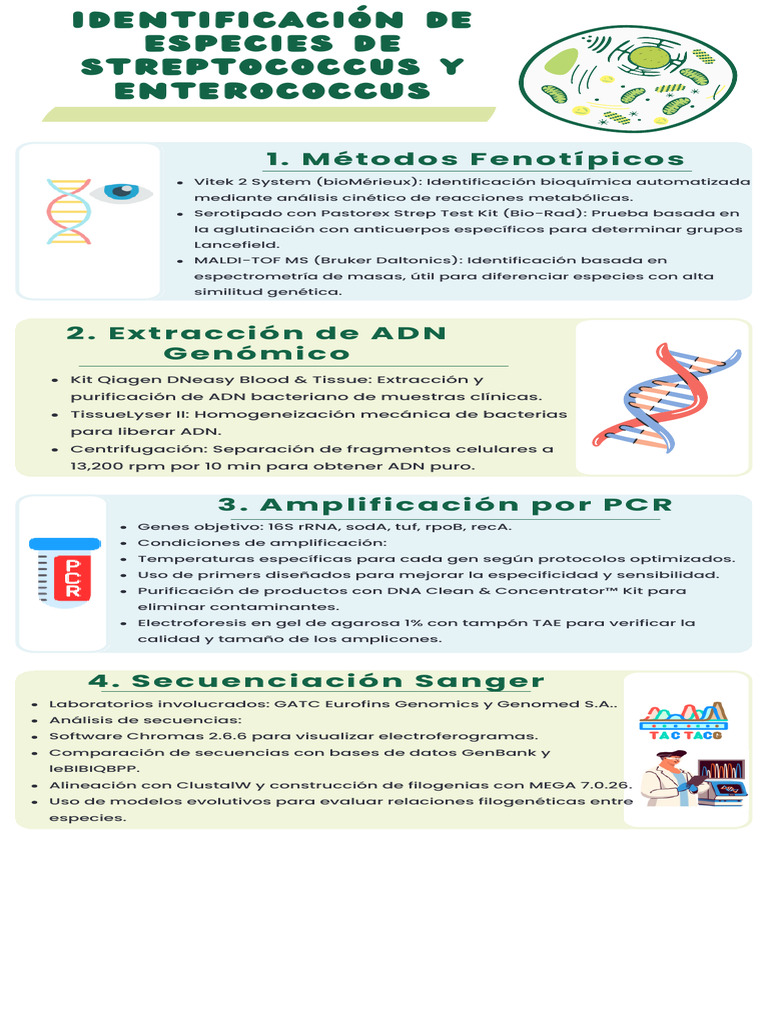Métodos para Identificación de Streptococcus y Enterococcus | PDF