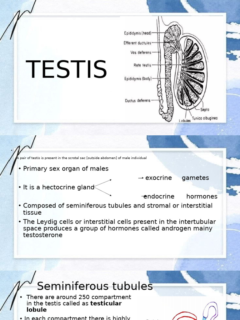 Anatomy and Function of Testis | PDF
