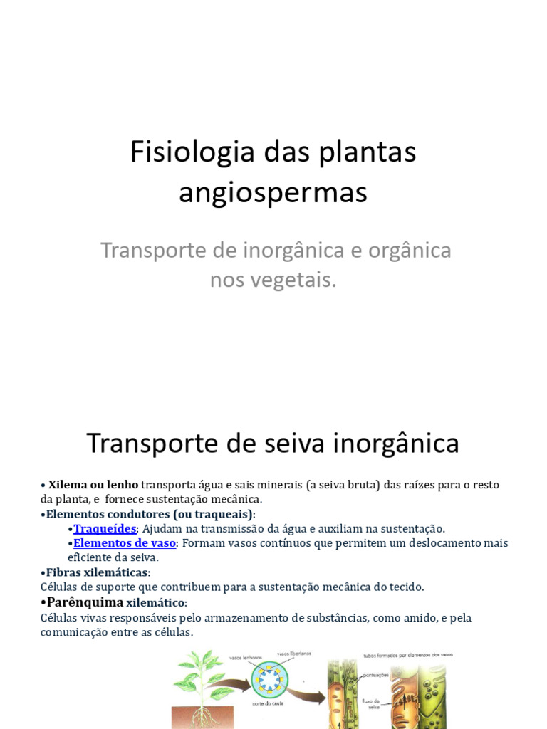 Transporte e Sustentação em Plantas | PDF | Raiz | Organismos
