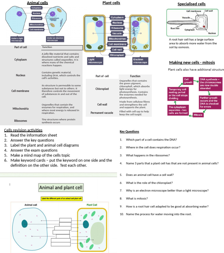 Overview of Cell Structures and Functions | PDF | Cell (Biology ...