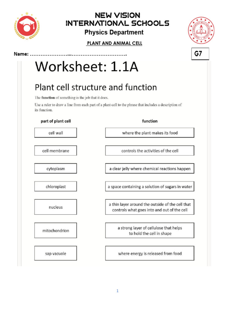 G7 Plant and Animal Cell Worksheet | PDF