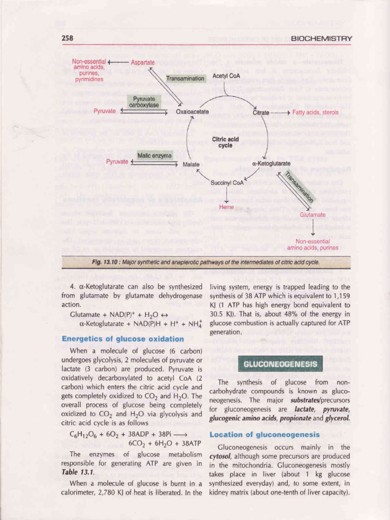 Gluconeogenesis and Energy Metabolism | PDF | Biochemistry | Chemistry