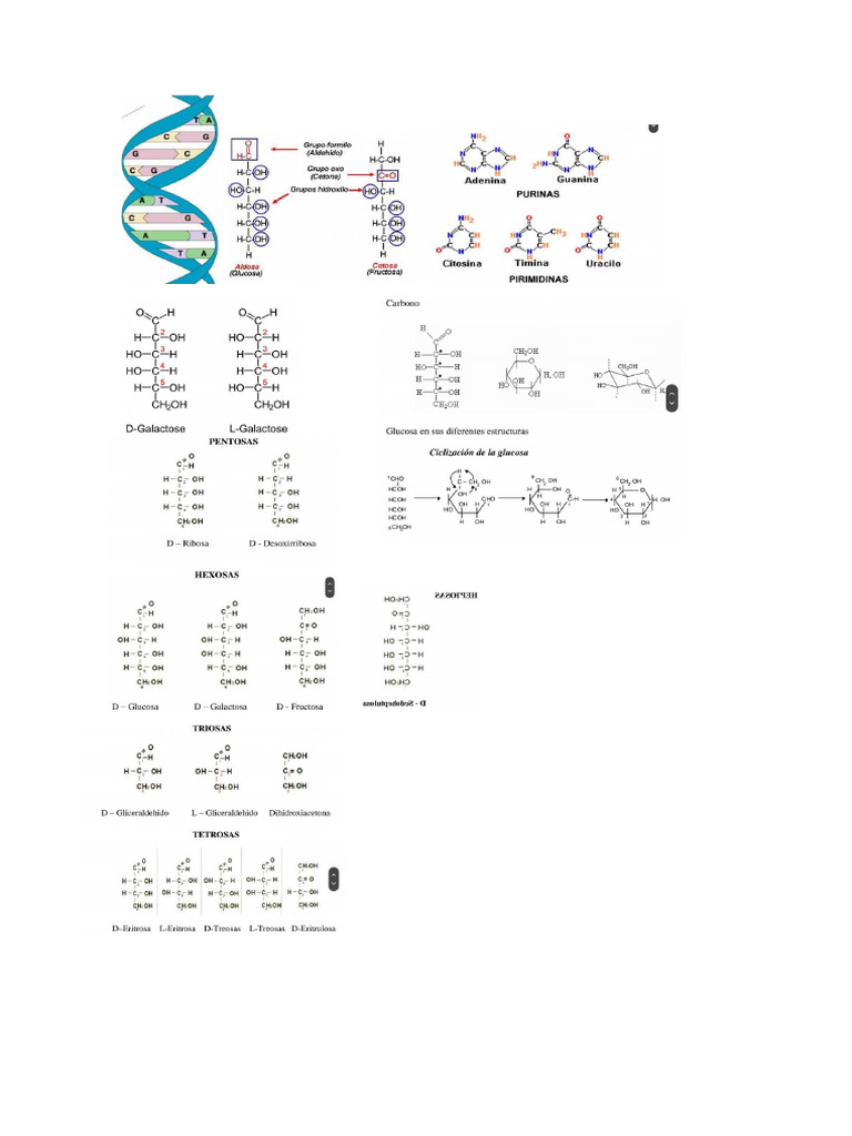 Bioquimica Formula | PDF