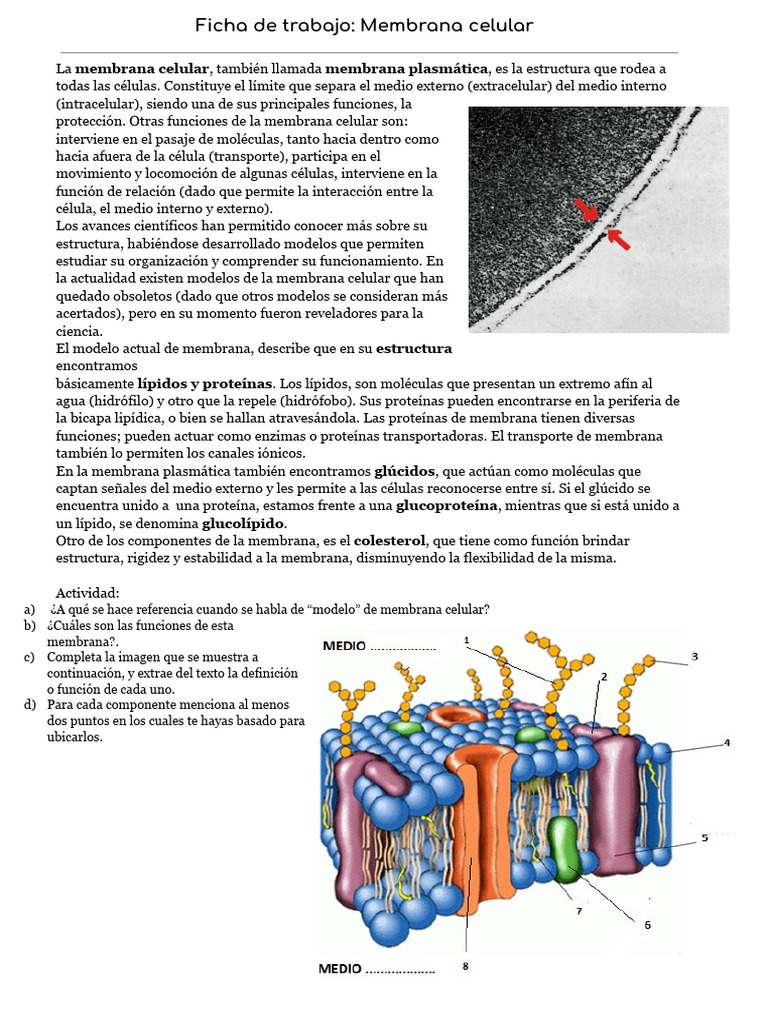 Funciones y Estructura de la Membrana Celular | PDF | Membrana celular ...