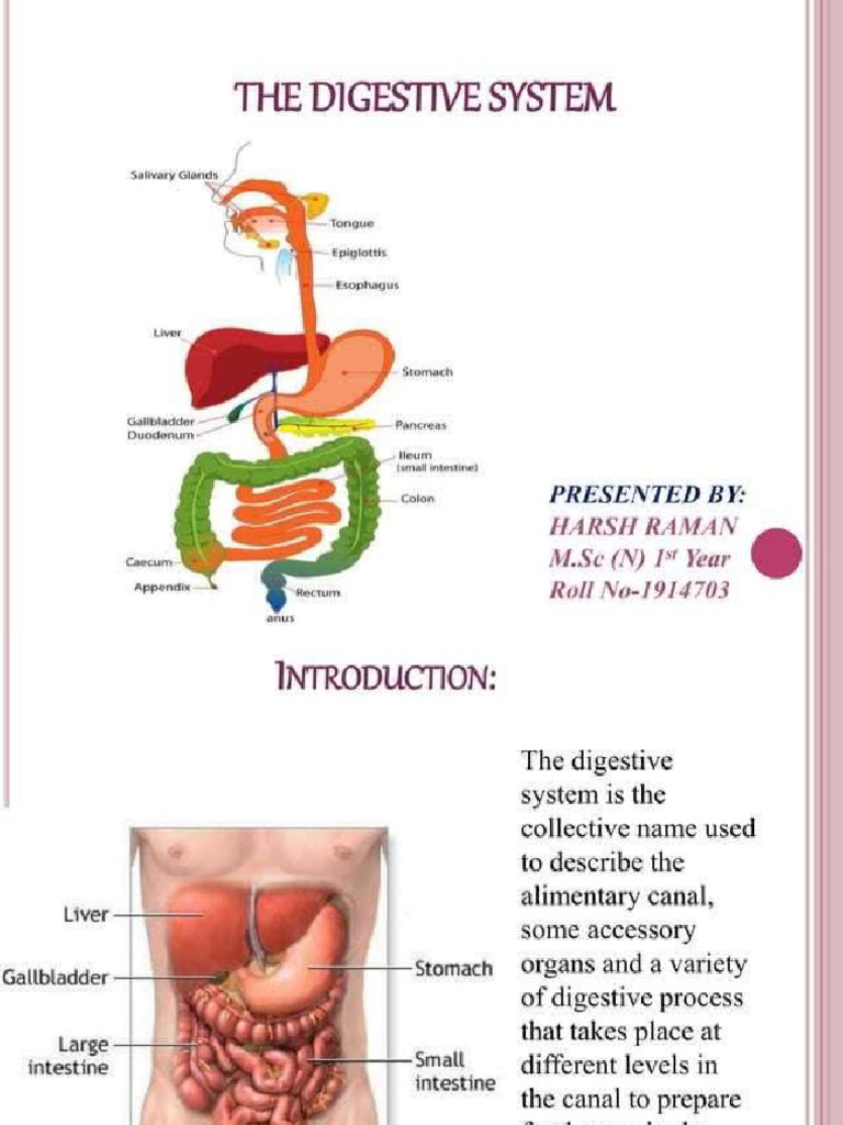 Review of Digestive System | PDF