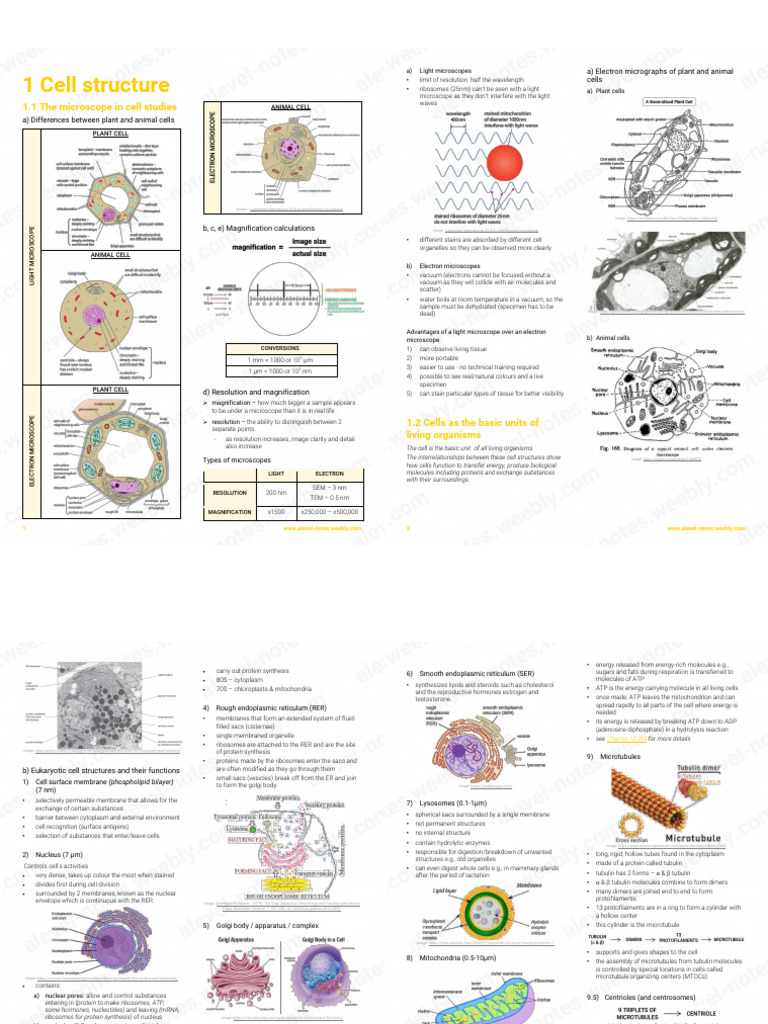 Cell Structure and Microscopy Overview | PDF | Endoplasmic Reticulum ...