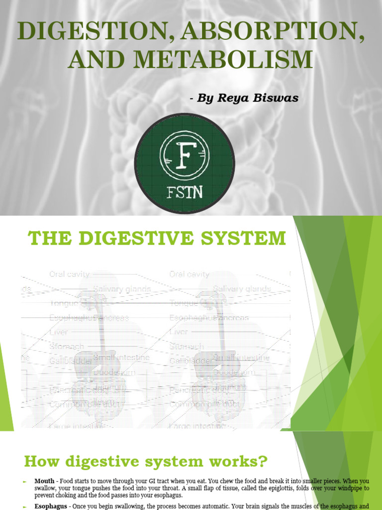 Digestive Process: Digestion & Absorption | PDF | Digestion | Stomach