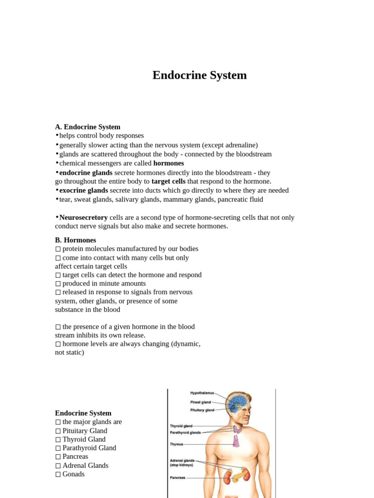 Overview of the Endocrine System | PDF | Endocrine System | Adrenal Gland