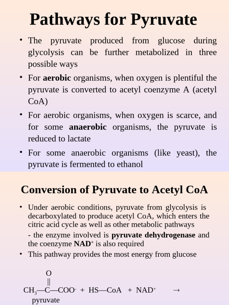 Pyruvate Metabolism Pathways Explained | PDF | Pyruvic Acid | Glycolysis