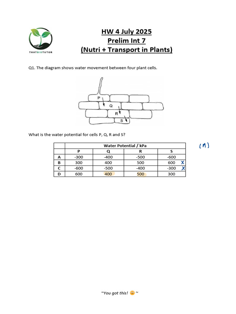Water Transport and Photosynthesis in Plants | PDF | Photosynthesis | Leaf