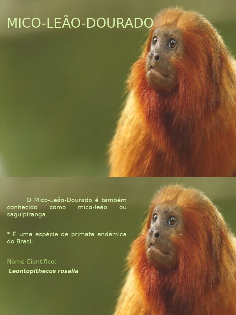 Alimentação do Mico-Leão-Dourado | PDF