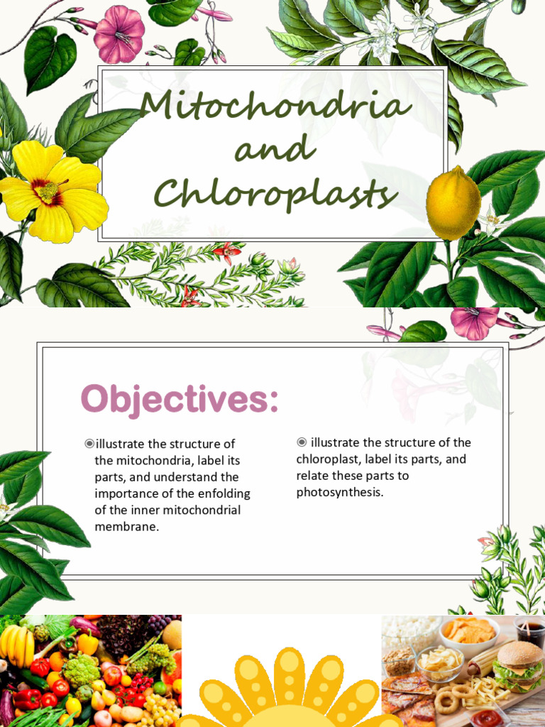 Mitochondria and Chloroplasts Overview | PDF | Chloroplast | Mitochondrion