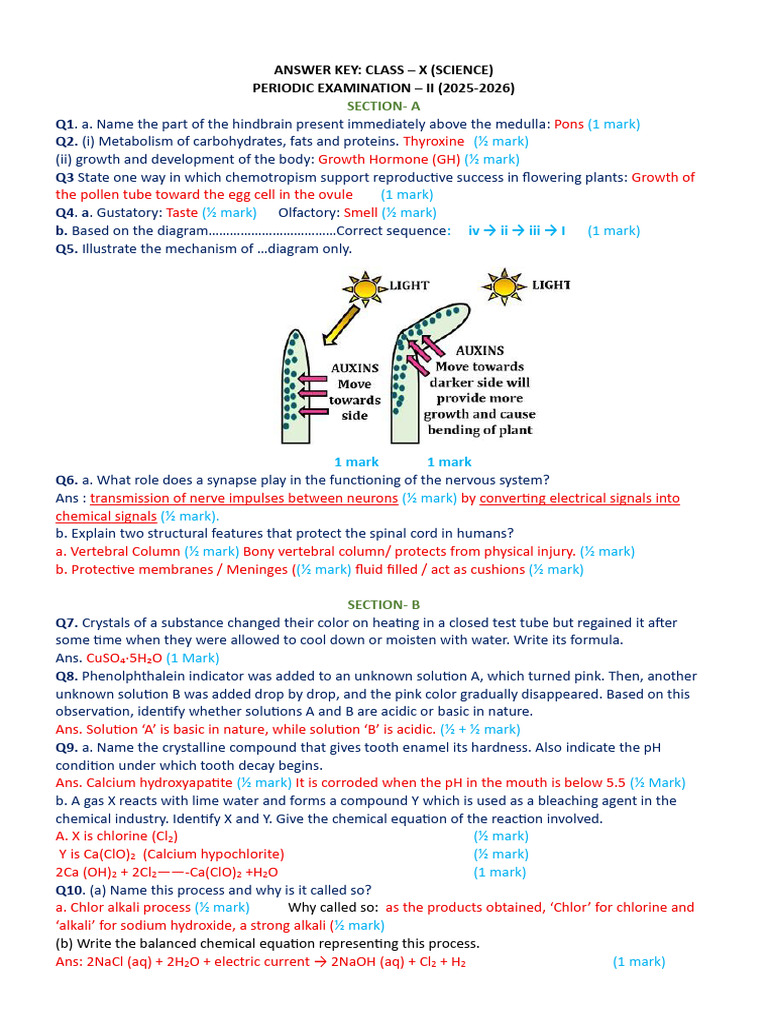 Class X Science Periodic Exam Answer Key | PDF | Chlorine | Chemical ...
