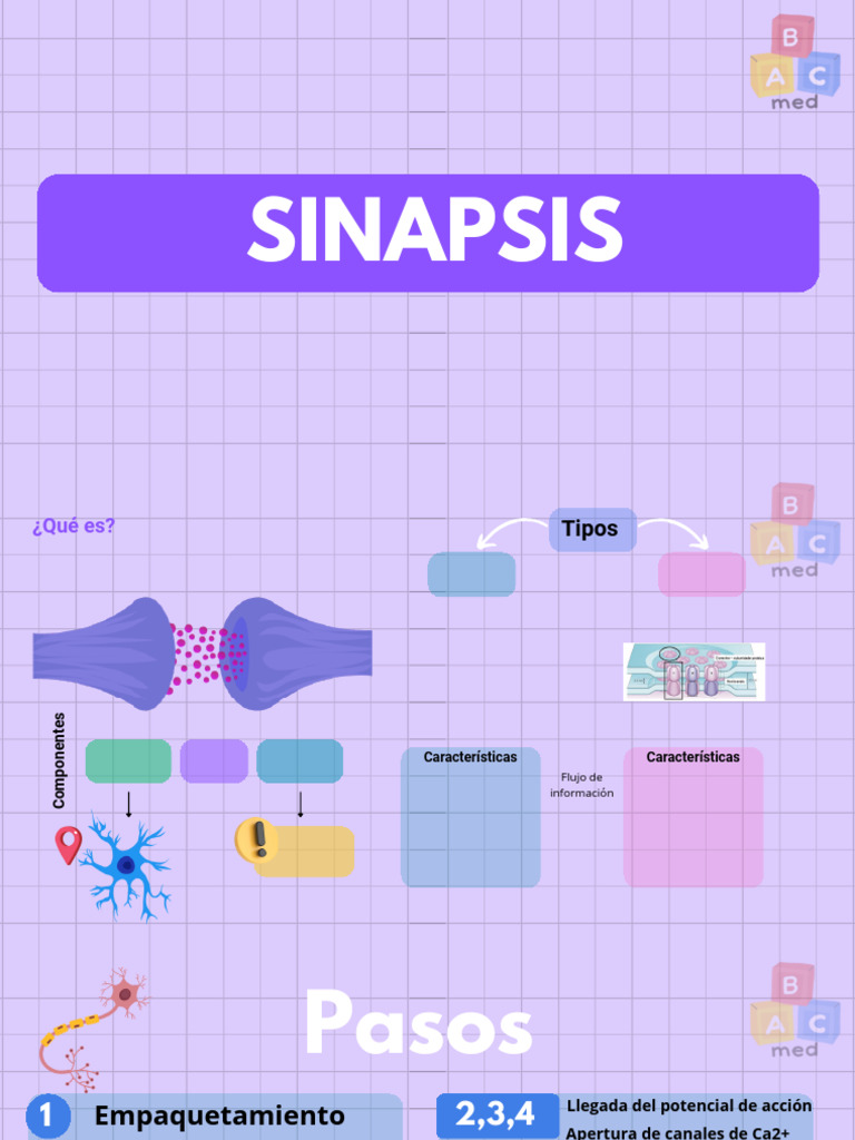 Sinapsis y Contracción Muscular: Guía Completa | PDF | Sinapsis | Unión ...