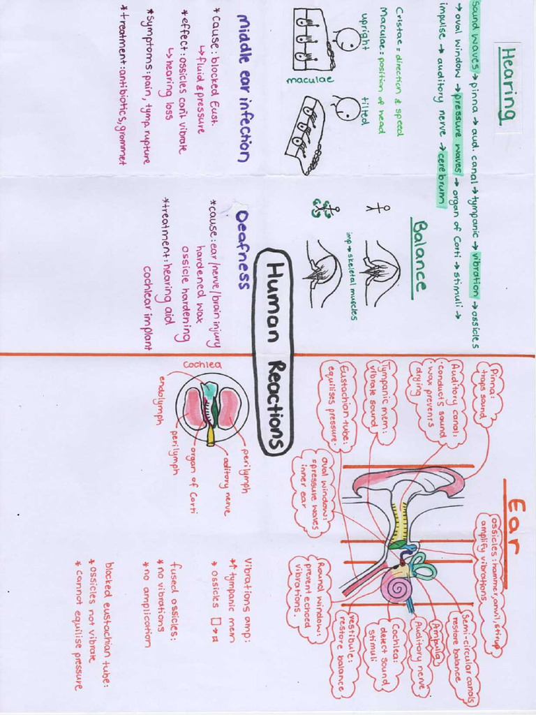 The Ear | PDF