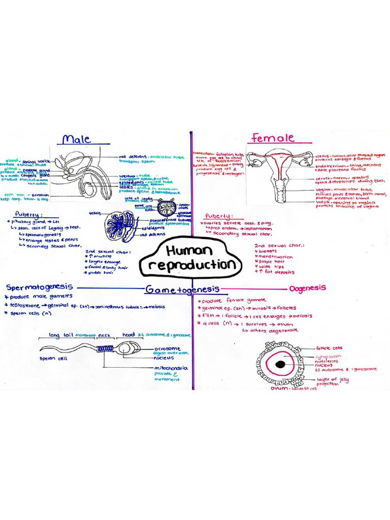 Human Reproduction | PDF