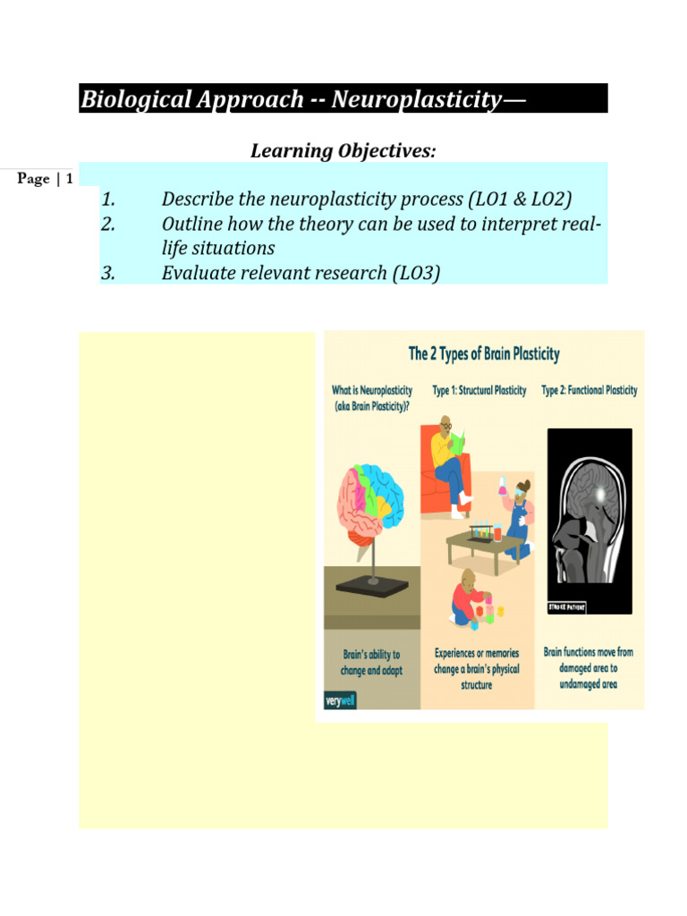 Neuroplasticity | PDF | Hippocampus | Neuroplasticity