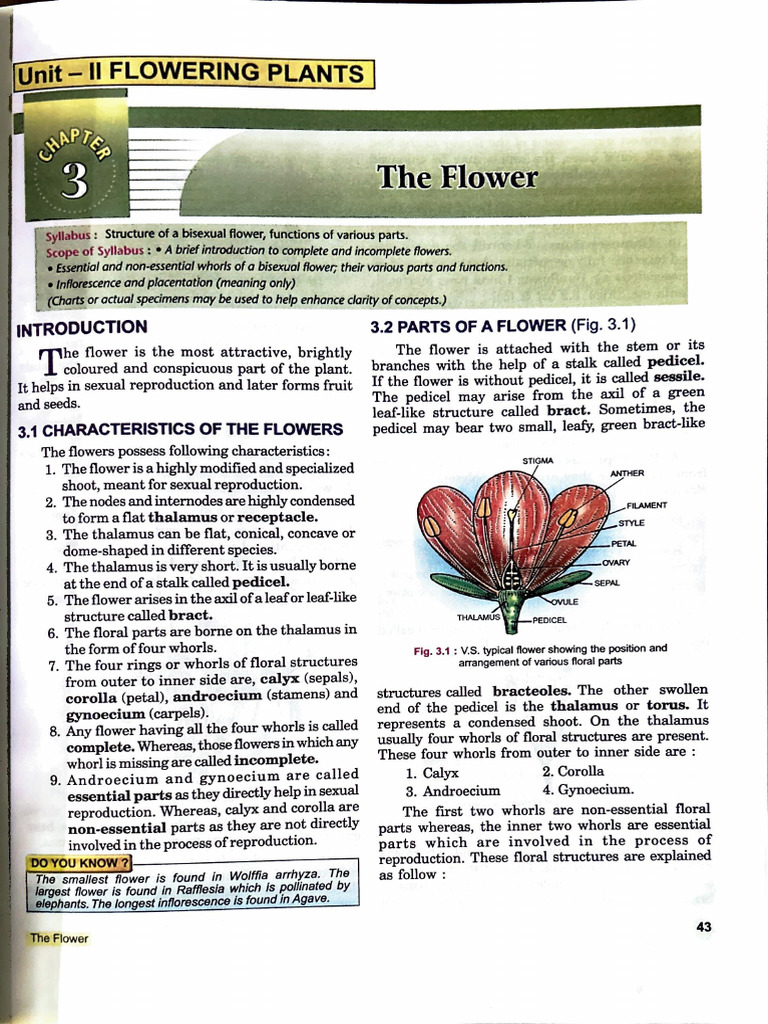 Structure and Functions of Flowers | PDF | Flowers | Botany