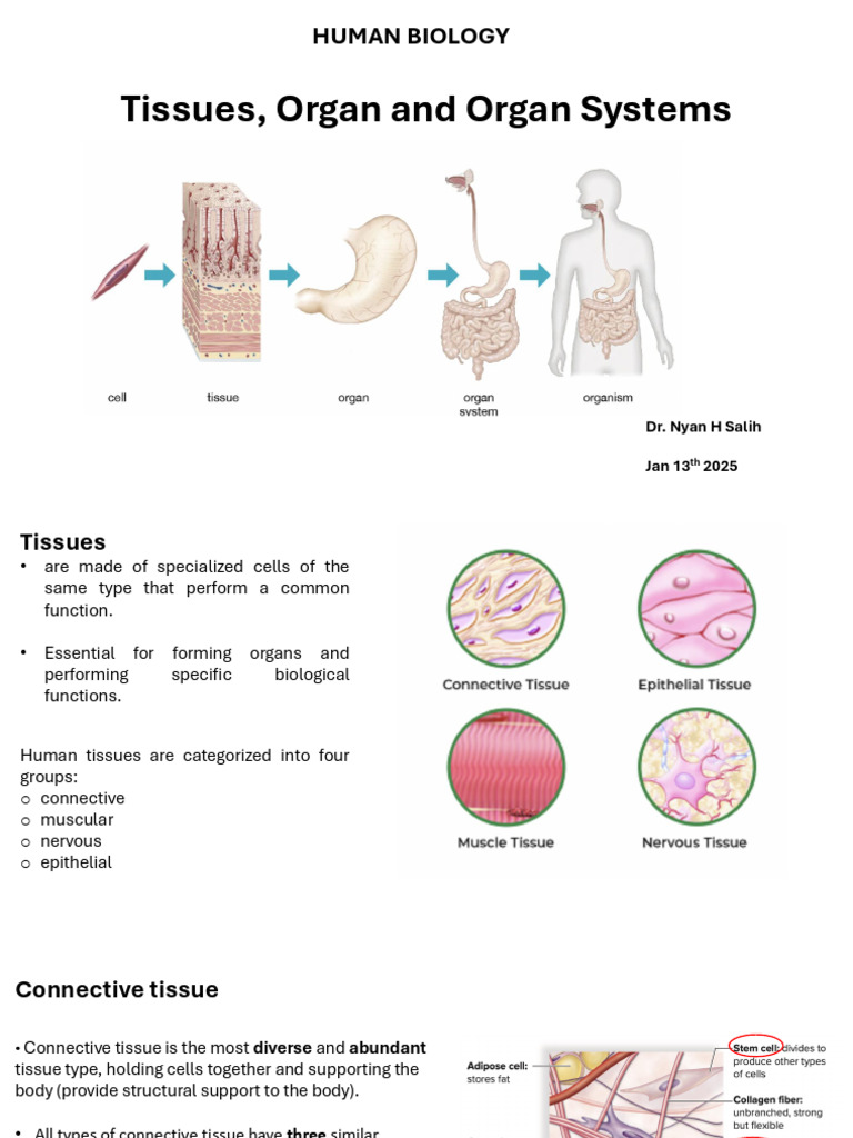 Overview of Human Tissues and Systems | PDF | Epithelium | Connective ...
