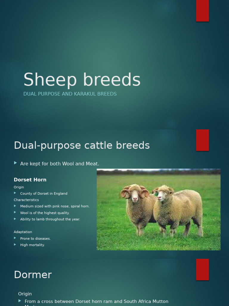 Dual-Purpose Sheep Breeds Overview | PDF | Sheep | Goat