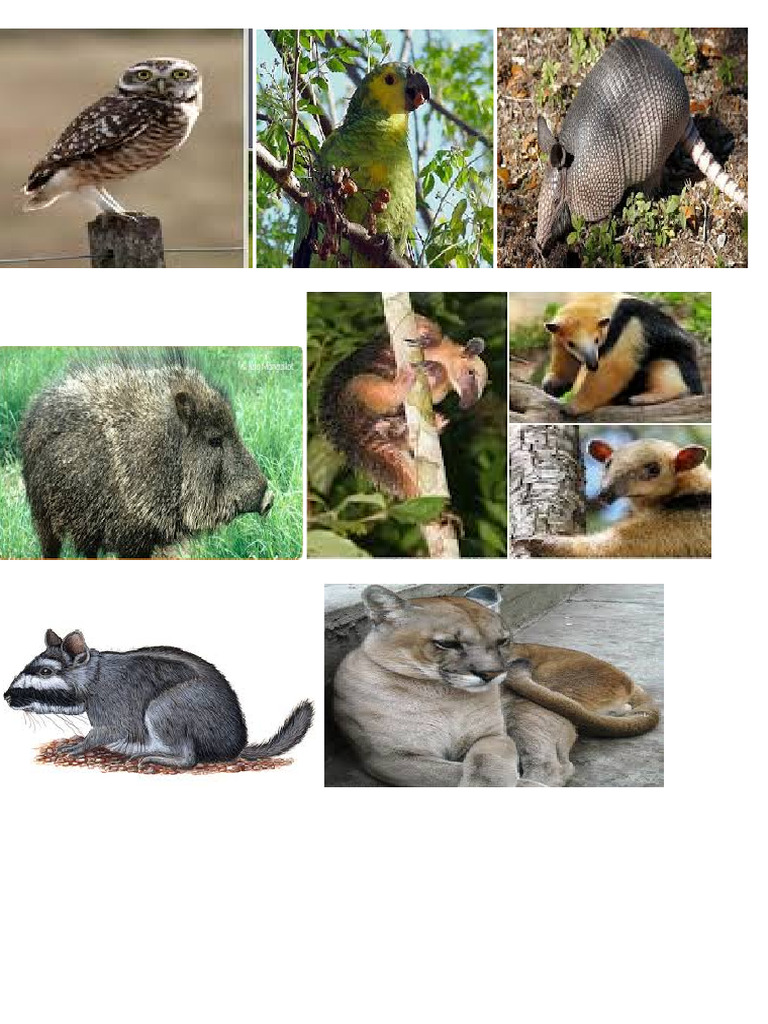 Animales Autoctonos | PDF