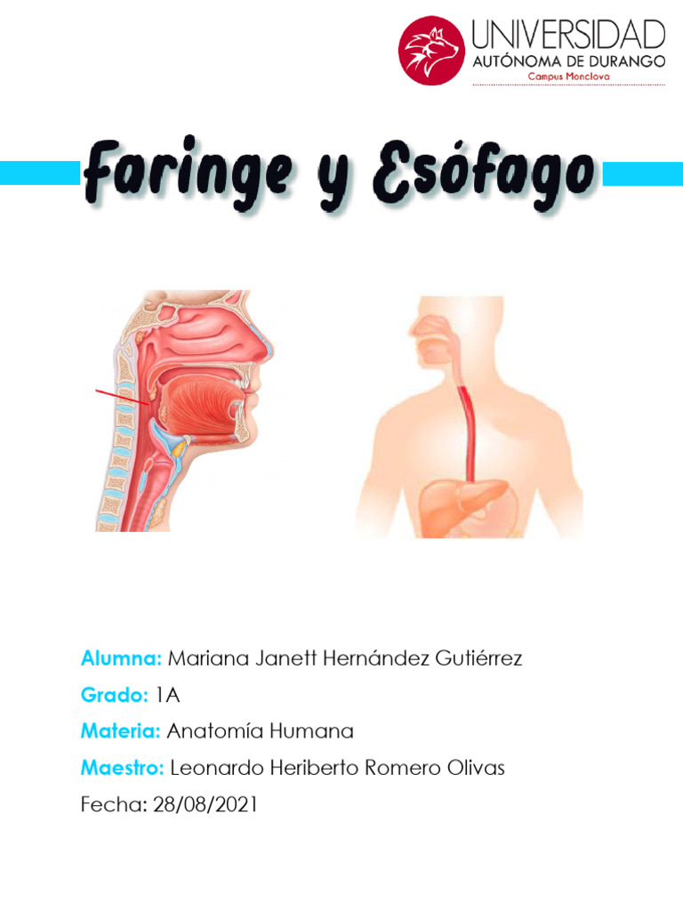 Anatomía de la Faringe y Esófago | PDF | Laringe | Esófago