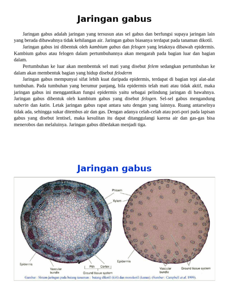Jaringan Gabus | PDF