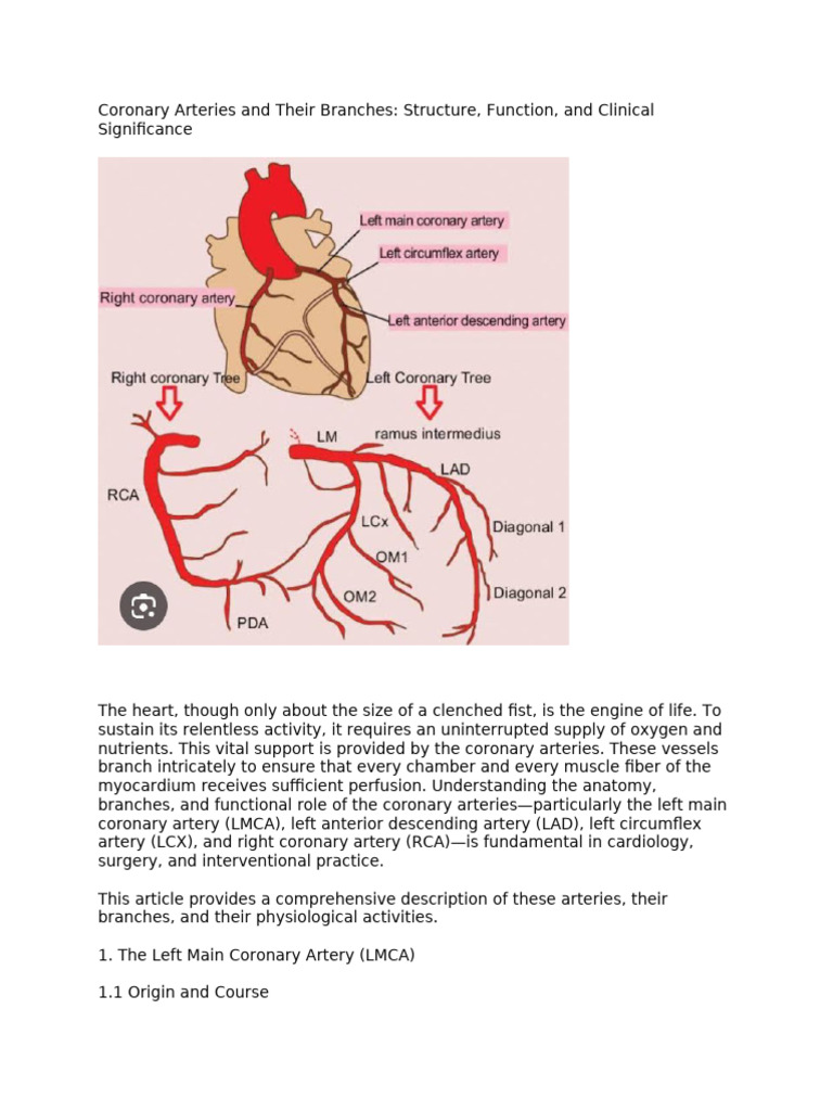 Coronary Arteries: Anatomy and Branches | PDF | Coronary Circulation ...