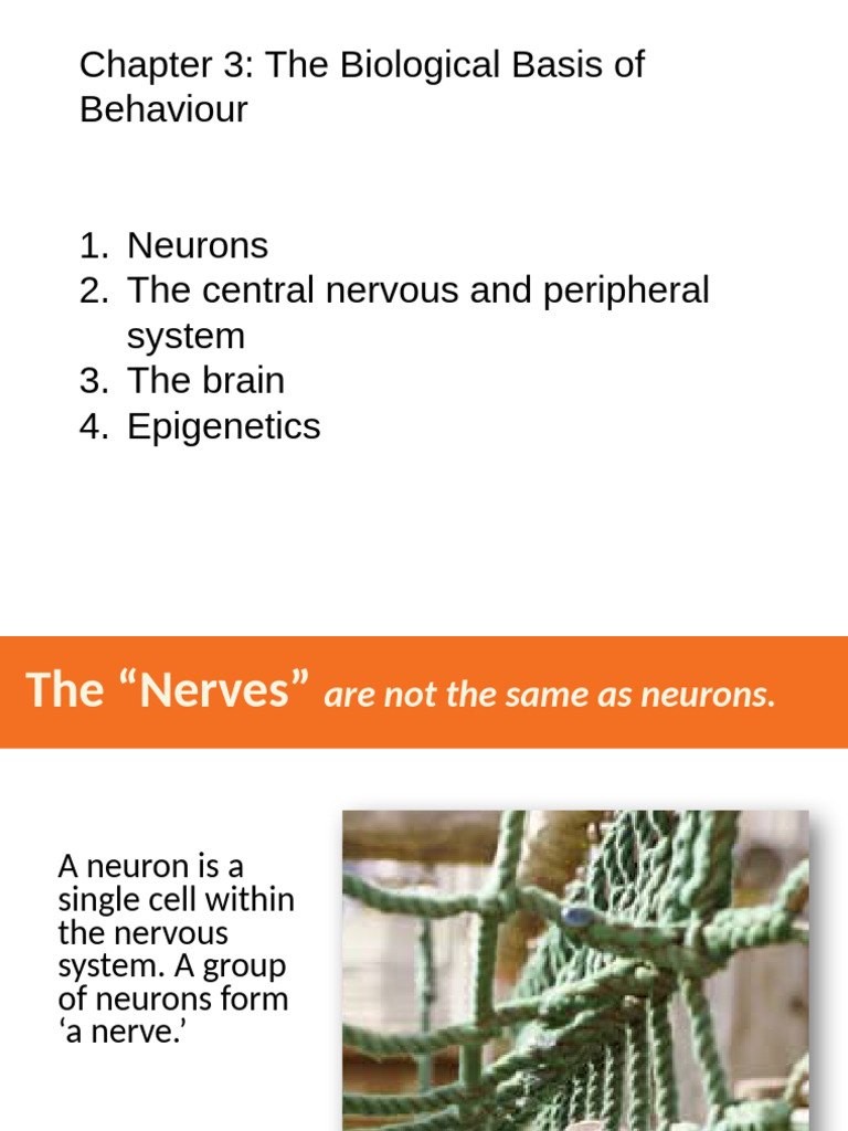 Biological Basis of Behavior Explained | PDF | Neurotransmitter | Synapse