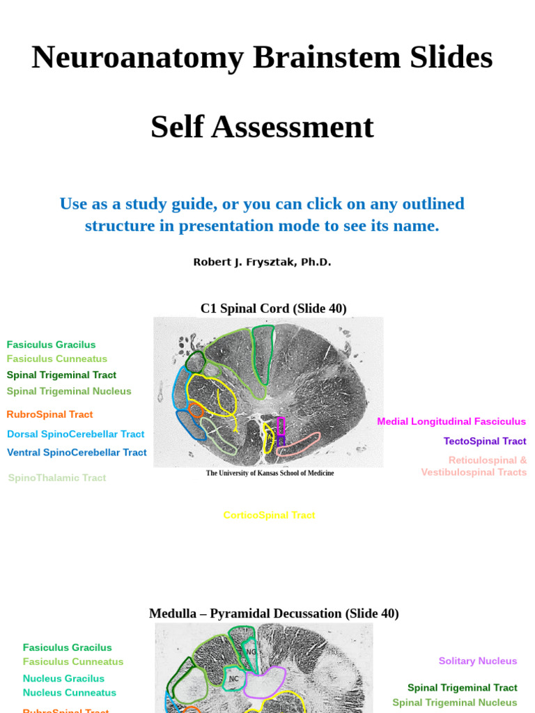 Brainstem Review | PDF | Spinal Cord | Brainstem