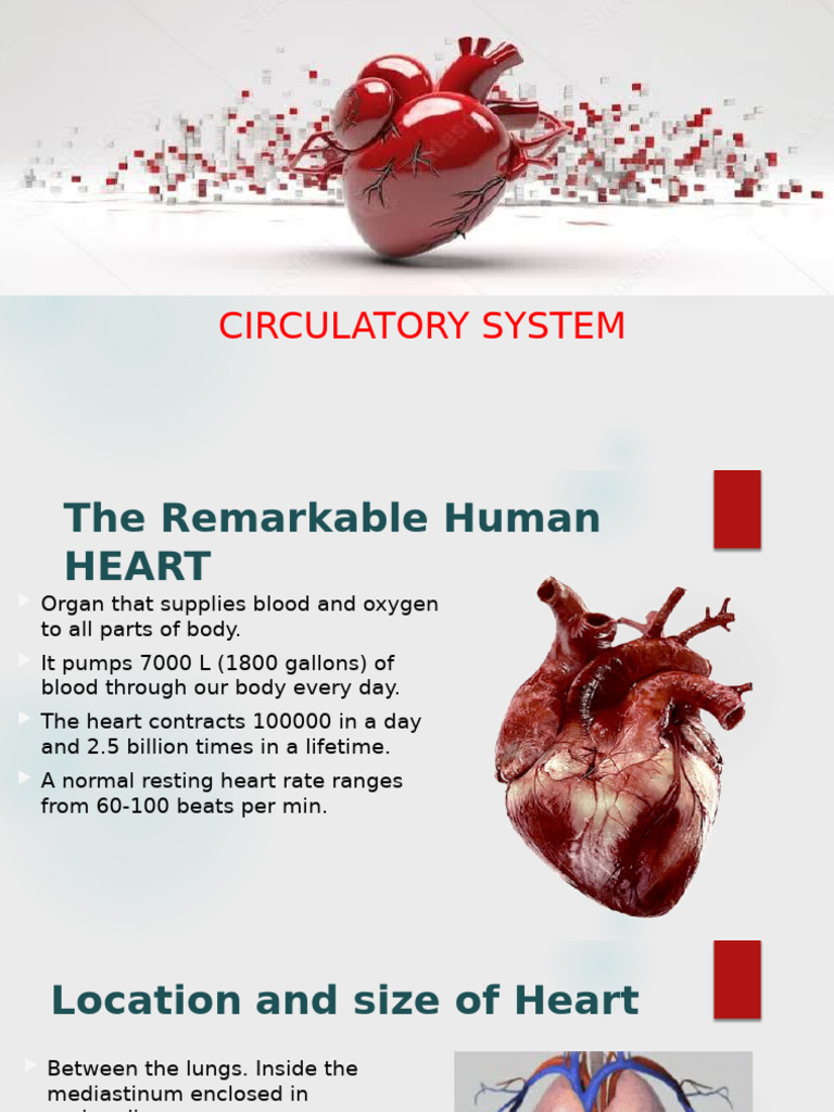 Human Heart and Circulatory System Overview | PDF | Heart | Heart Valve