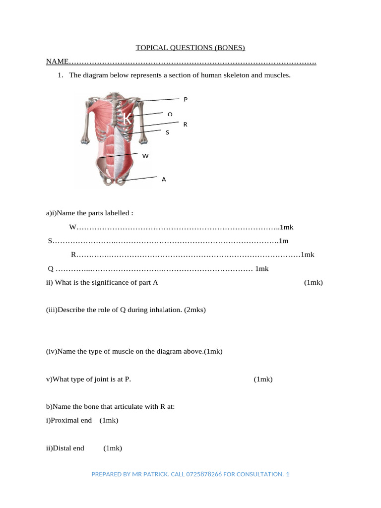 bones questions | PDF | Paleontology