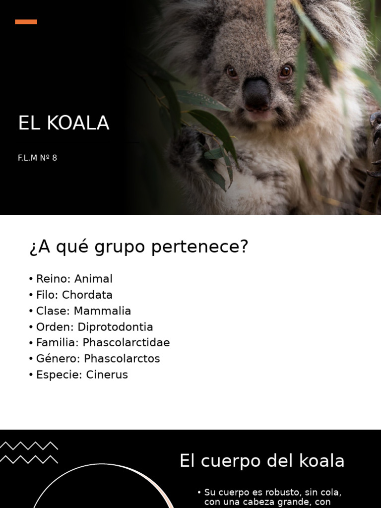 Koala | PDF