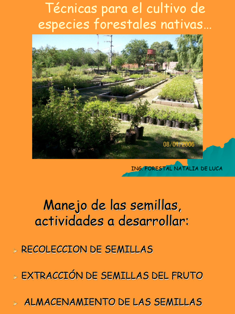 Ponencia Manejo de Semillas y Cultivo de Plantas Forestales Nativas ...