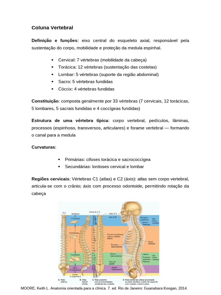 Trabalho de Anatomia Coluna Vertebral | PDF | Vértebra | Sistema Locomotor