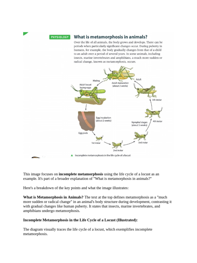 Transformation Metamorphis | PDF | Pupa | Butterfly