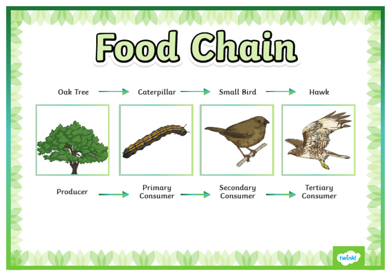 T SC 1719305752 Oak Tree Food Chain Display Poster Ver 1 | PDF