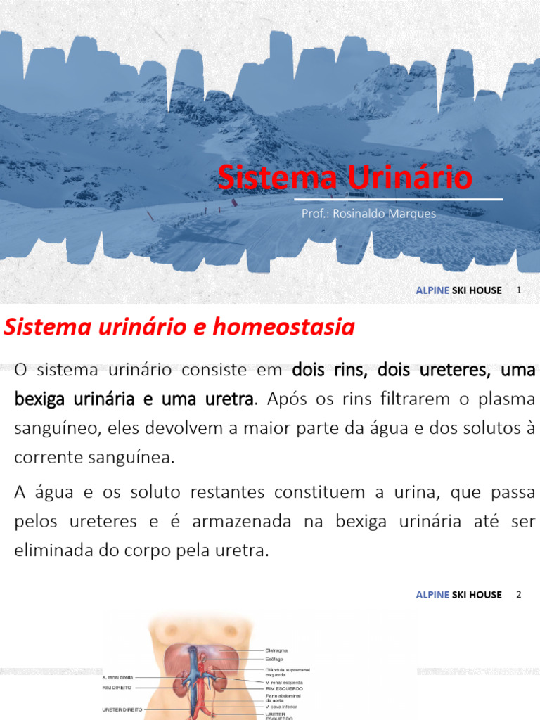 Anatomia e Funções dos Rins | PDF | Rim | Sistema urinário