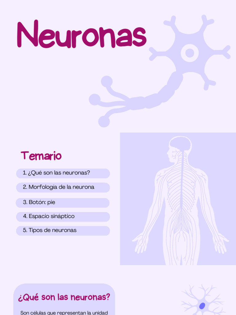 Tipos y funciones de las neuronas | PDF | Sinapsis | Neurona